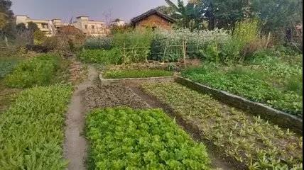 樱花成视频yh人入口